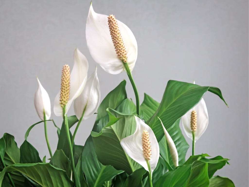  Peace Lilies