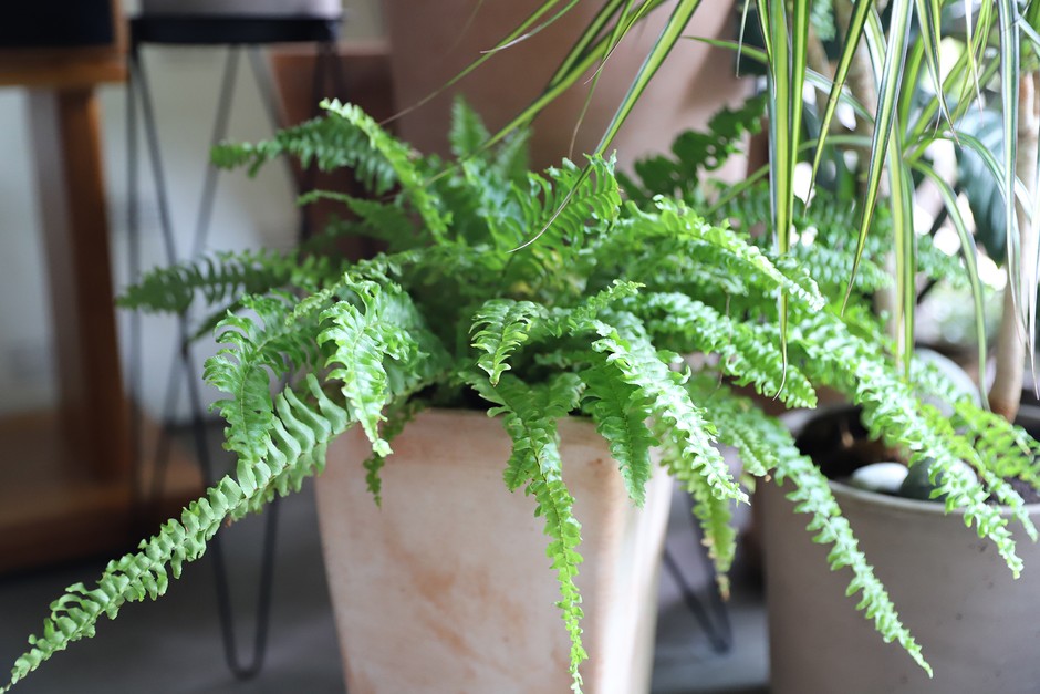 Growing Boston Fern