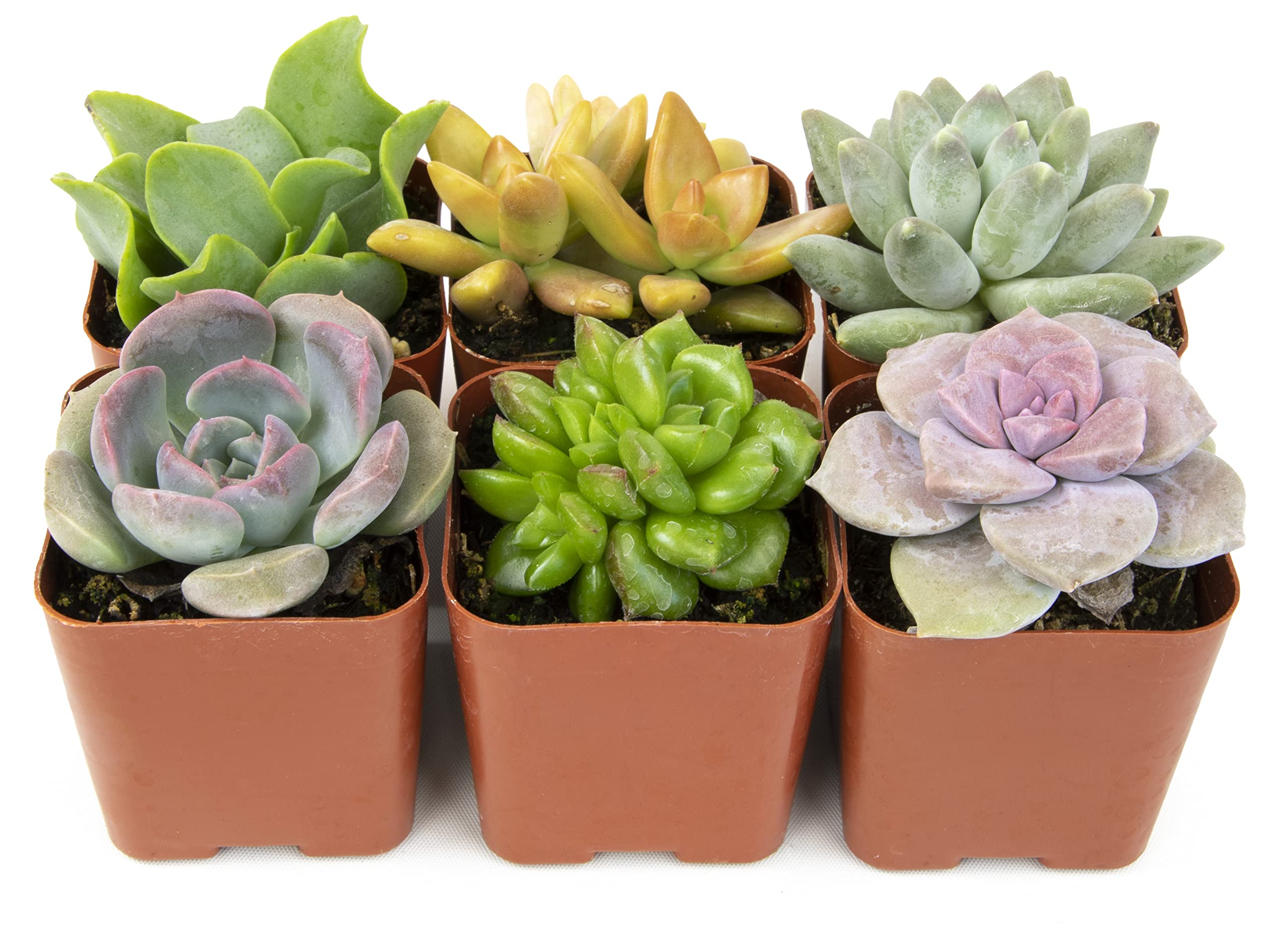 Indoor Houseplants That Clean The Air You Breath