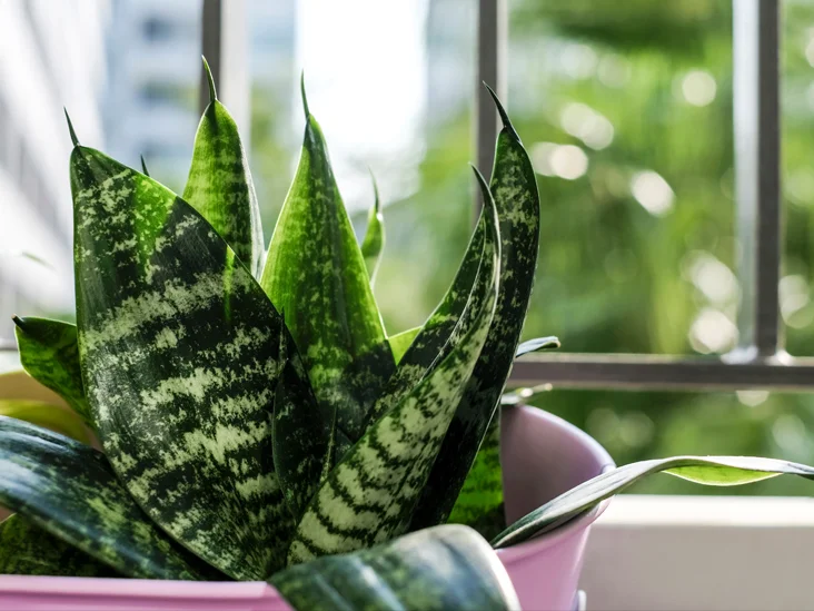 Indoor Plants