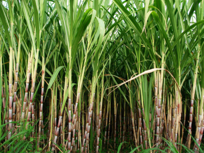 Intercropping in Sugarcane