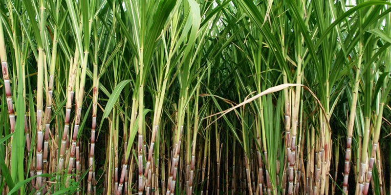 Intercropping in Sugarcane