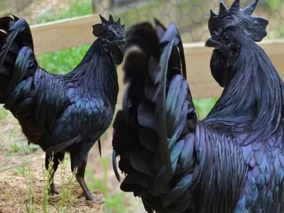  Kadaknath Hen