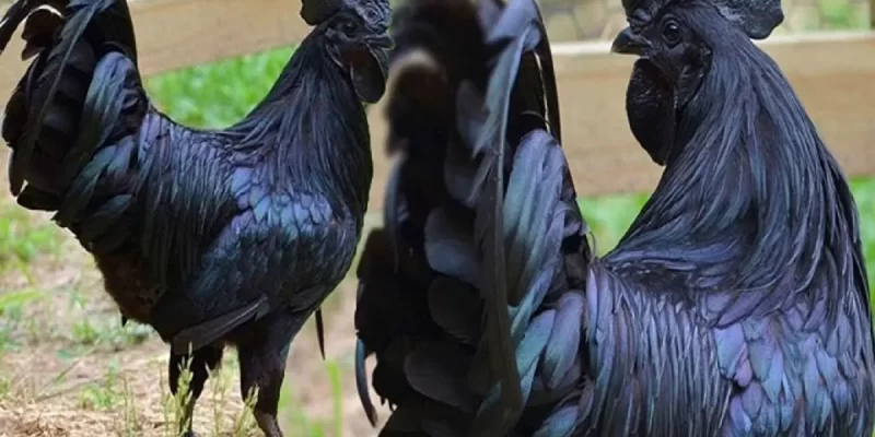  Kadaknath Hen