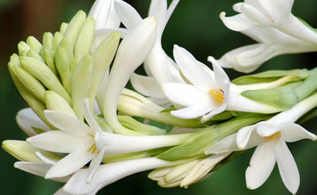 Lily Cultivation