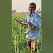 Lily Cultivation