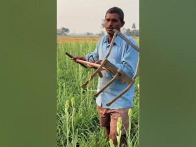 Lily Cultivation