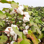 Cotton Crop