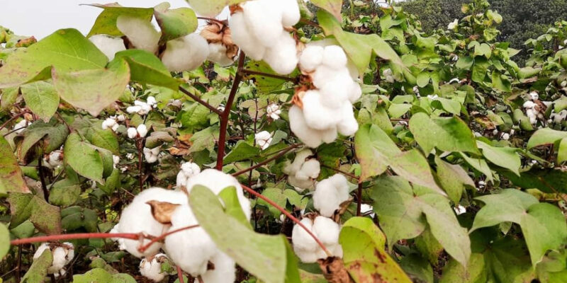 Cotton Crop