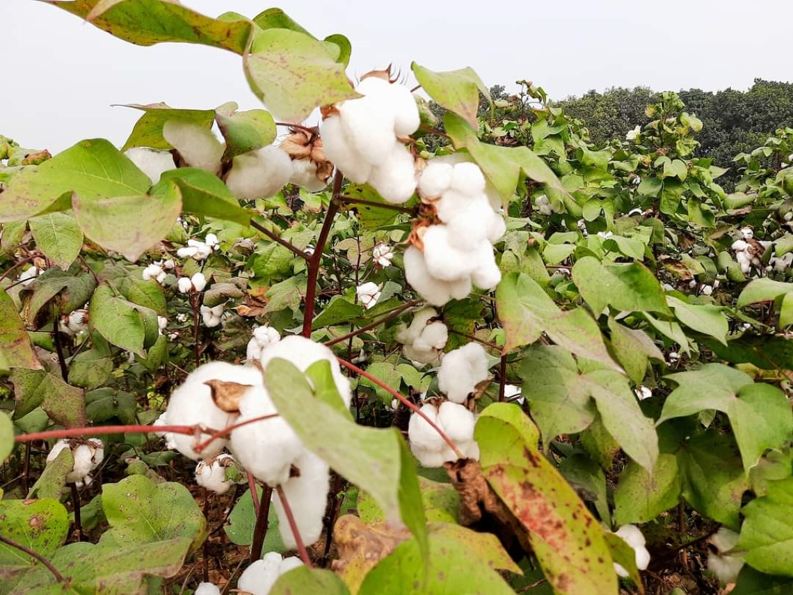 Cotton Crop