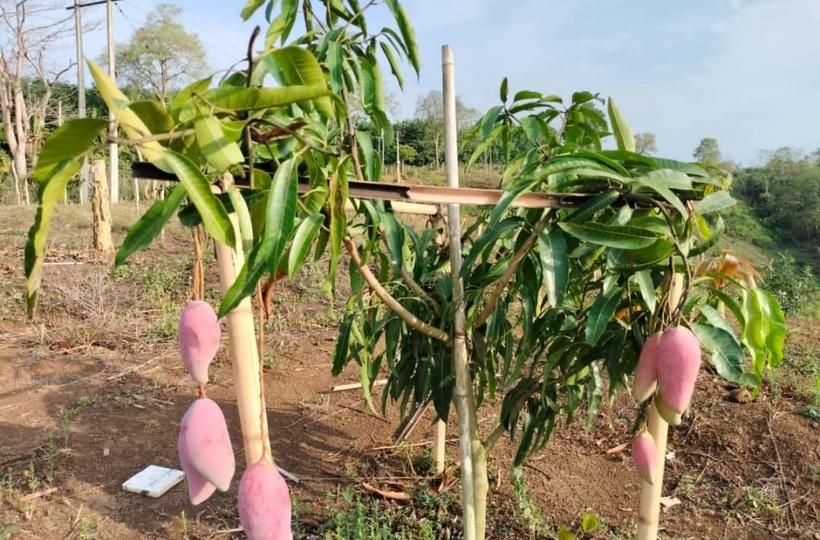 Miyazaki Mango Cultivation