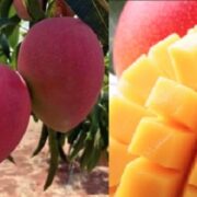 Costly Miyazaki Mango