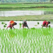 Traditional Rice Cultivation Methods