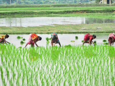 Traditional Rice Cultivation Methods