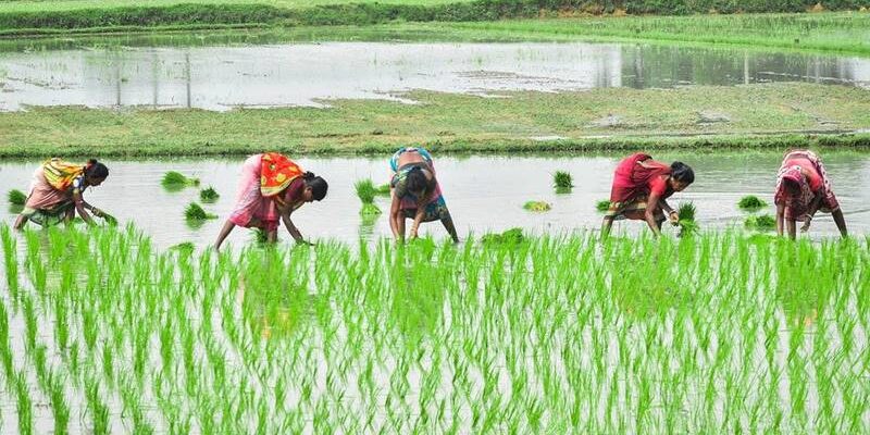 Traditional Rice Cultivation Methods