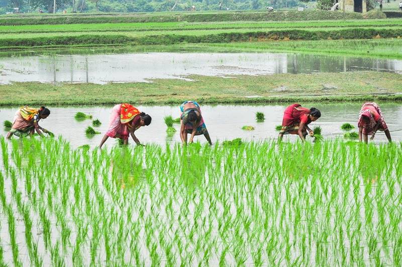 Traditional Rice Cultivation Methods