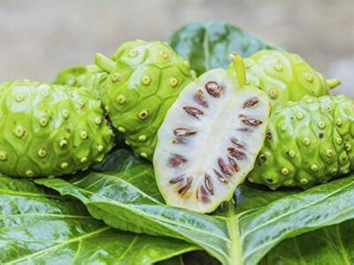 Noni Fruit Health Benefits