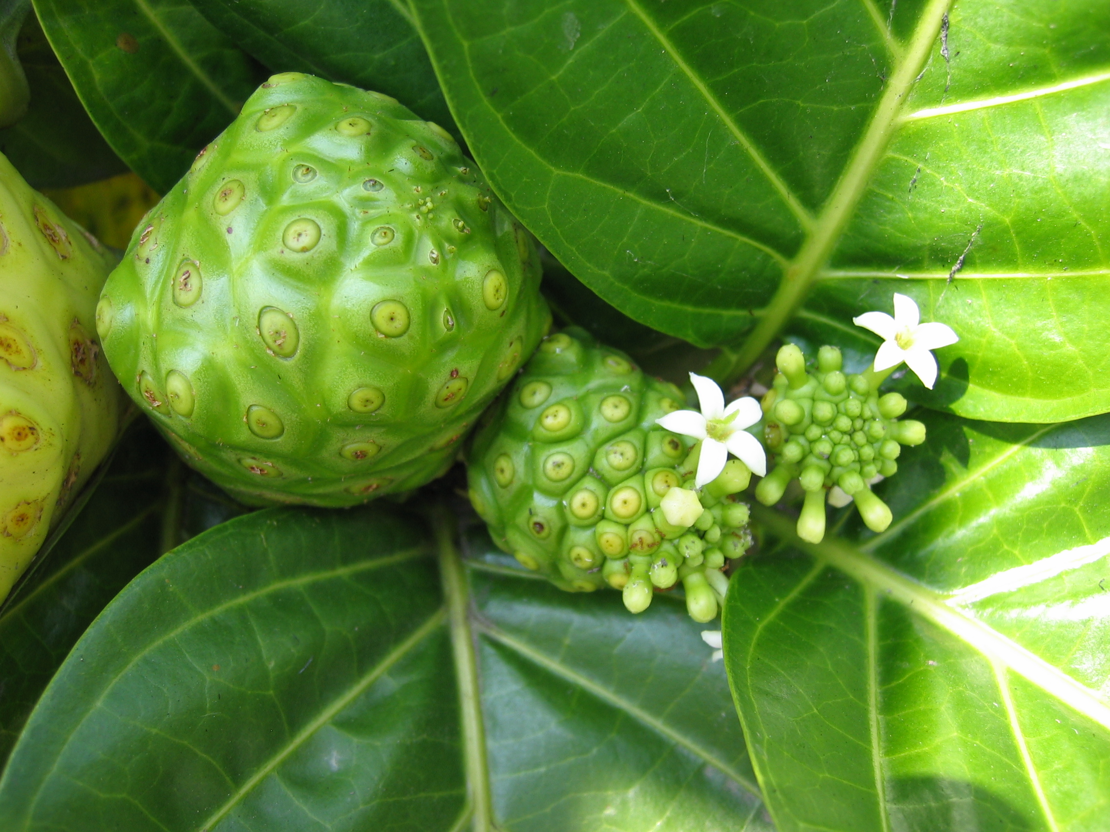 Noni Fruit