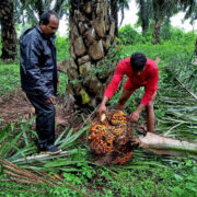 Oil Palm Cultivation