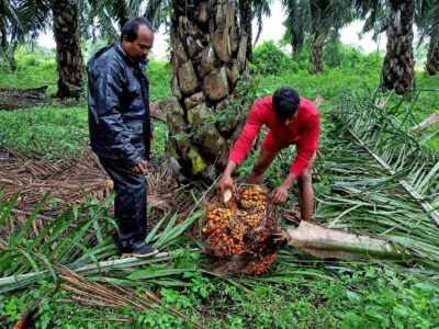 Oil Palm Cultivation