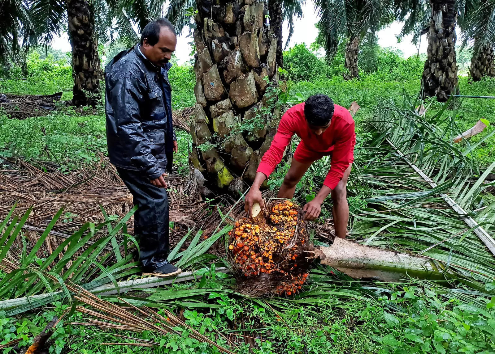 Oil Palm Cultivation