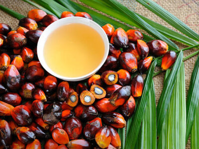 Telangana Oil Palm