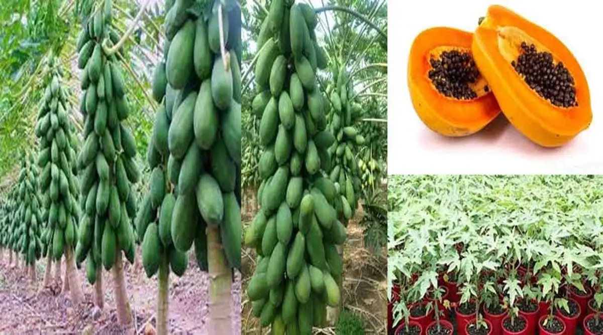 Papaya Farming