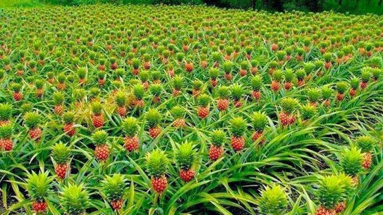 Pineapple Farming