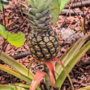 Pineapple