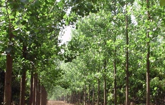 Poplar Tree Farming