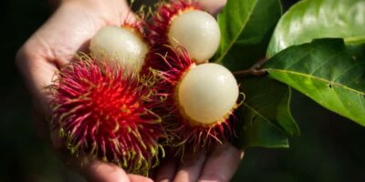 Rambutan Fruit Cultivation
