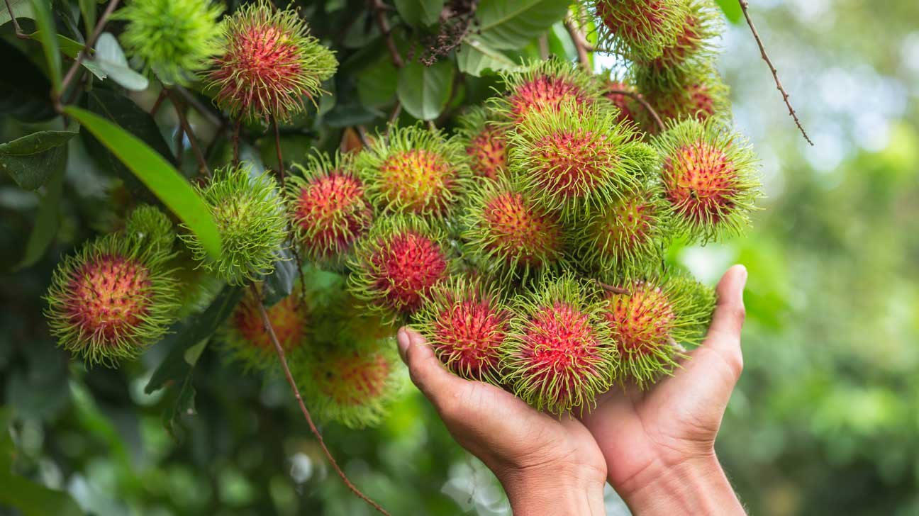 Rambutan Fruit Cultivation