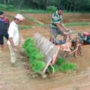 Rice Cultivation