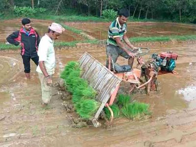 Rice Cultivation