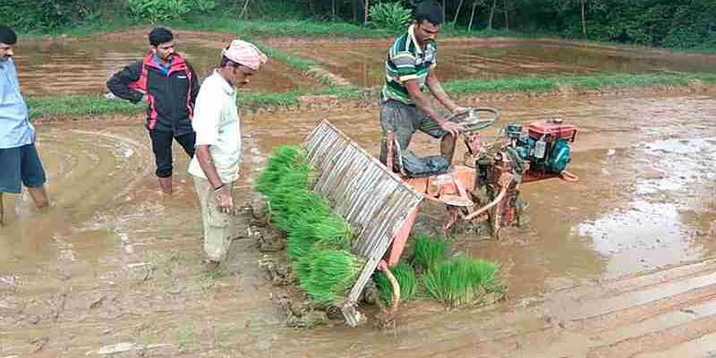 Rice Cultivation