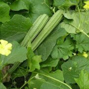 Ridge Gourd