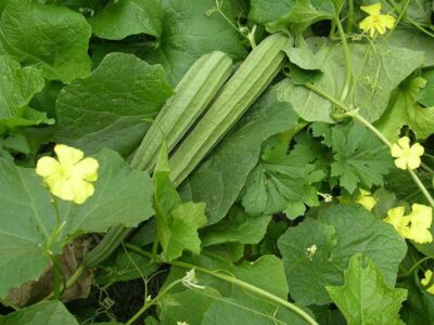 Ridge Gourd