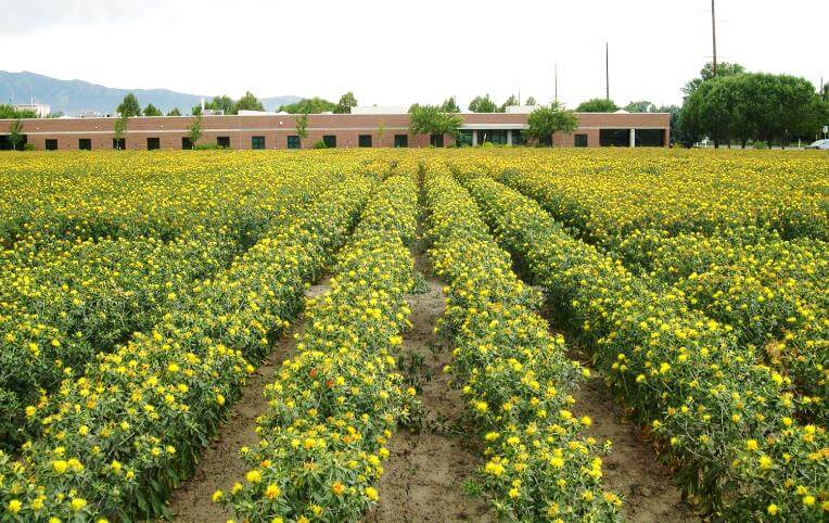 Safflower Cultivation