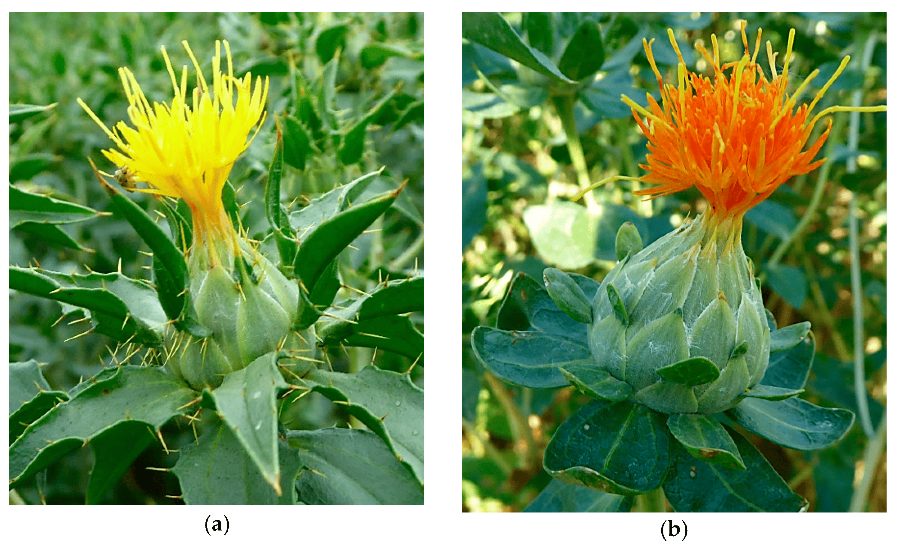 Safflower