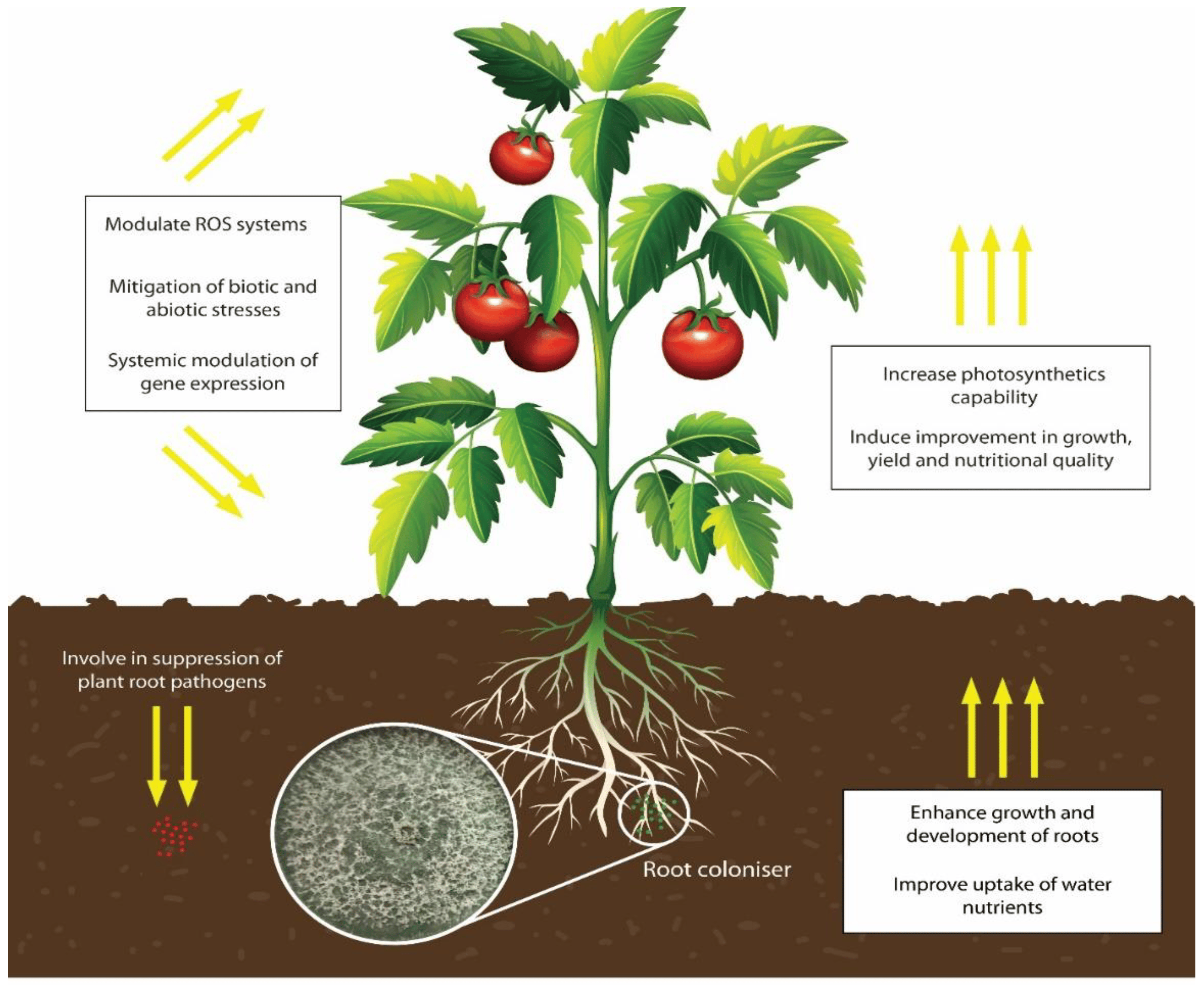 Harnessing Trichoderma in Agriculture for Productivity and Sustainability