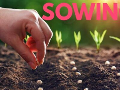 Sowing of Seeds