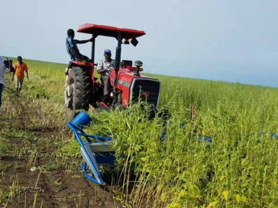 Sesame Harvester Machine