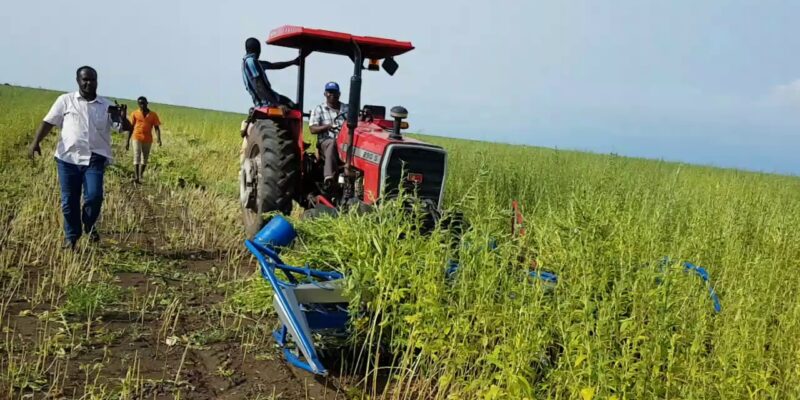 Sesame Harvester Machine