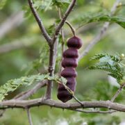 Soap Nuts