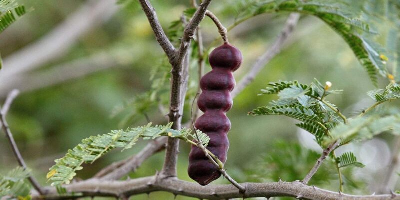 Soap Nuts