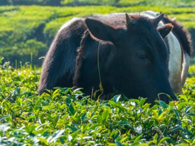 Stray Cattle