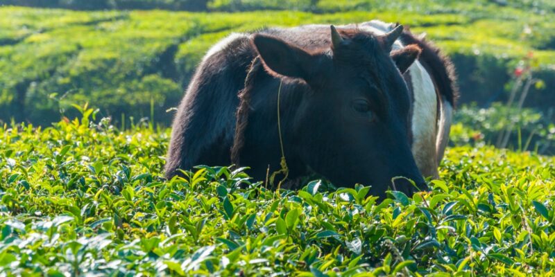 Stray Cattle