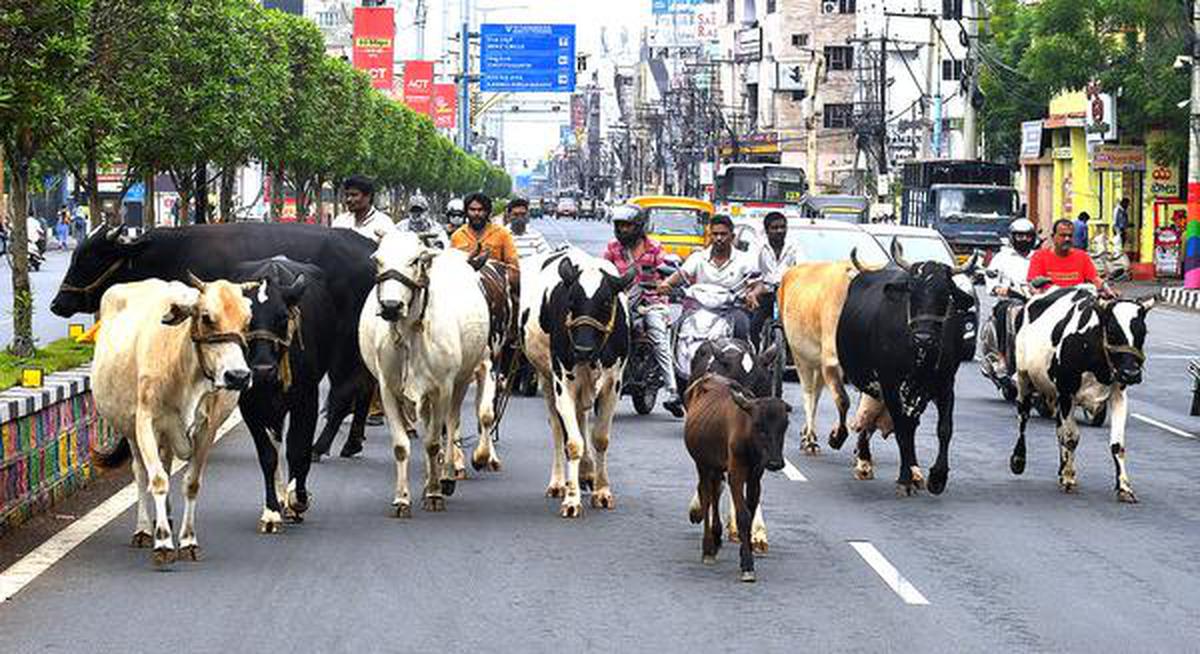 Stray Cattle Menace