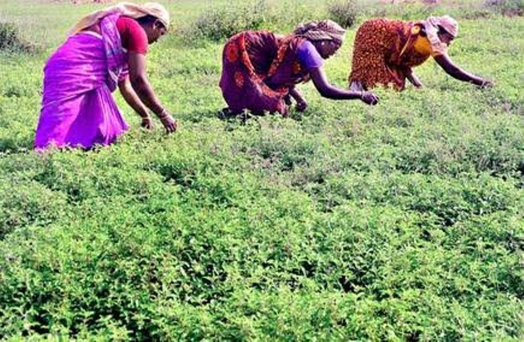 Tulsi Cultivation