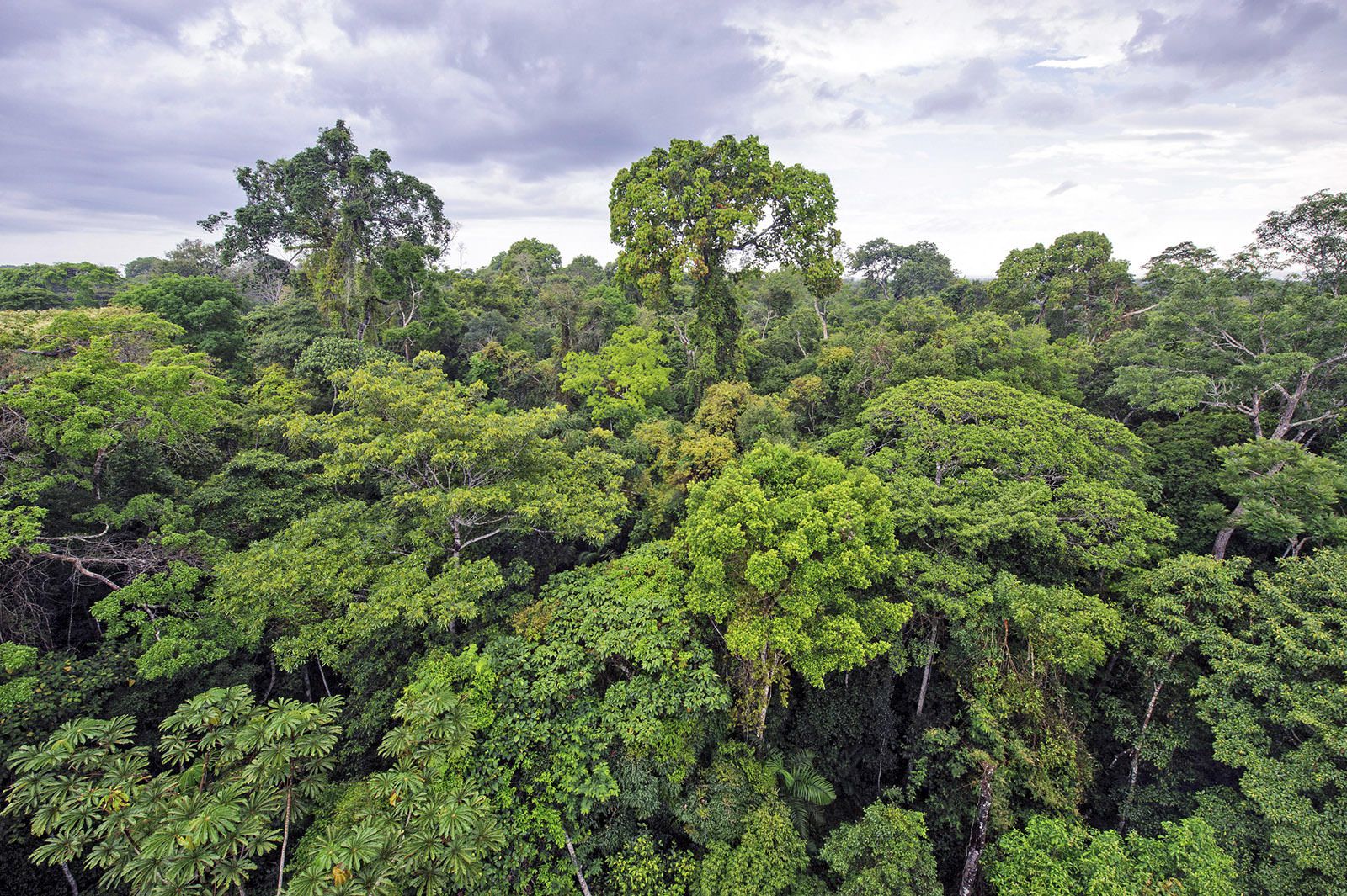 World Rainforest Day 2023